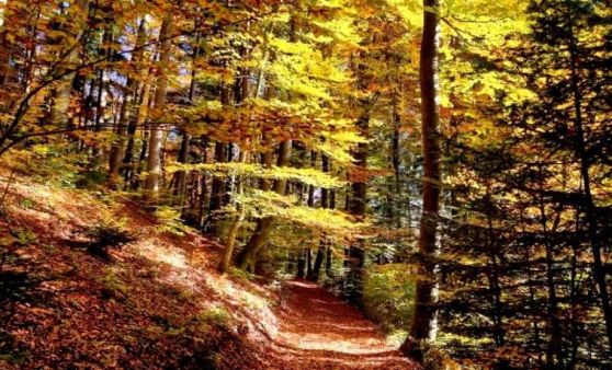 "Indian Summer" im Kobernaußerwald