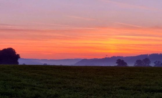 Weinlese auf dem Schlossberg in Friedburg