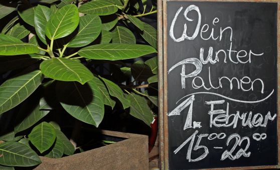 Wein unter Palmen - Gärtnerei Sandner