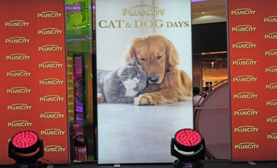 Dog Days in der Plus City 2019