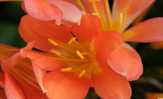 Frühlingsaufnahmen vom botanischen Garten
