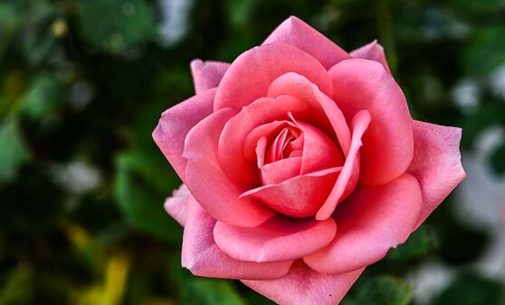 Blüten aus unserem Garten