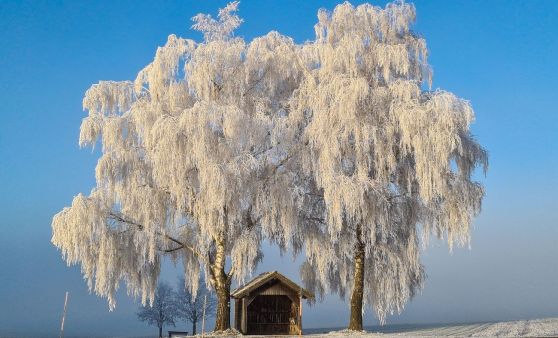 Rauhreifstimmung in Schenkenfelden