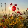 Mohnblumen bei Sonnenaufgang