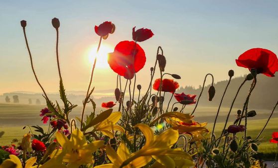 Mohnblumen bei Sonnenaufgang