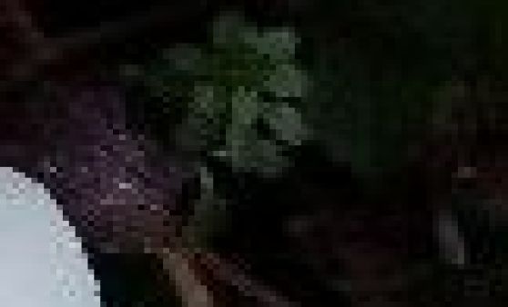 Kinderfasching der SPÖ- Frauen wurde grosser Erfolg.