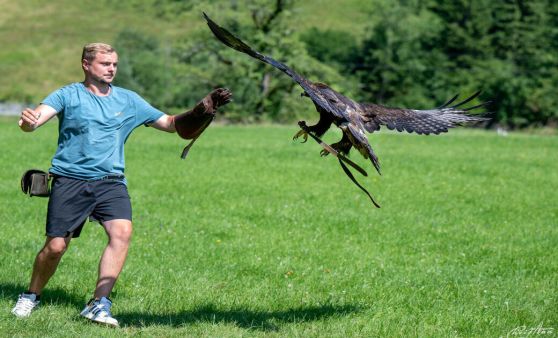 Greifvogelerlebnis Brunnental feiert Jubiläum
