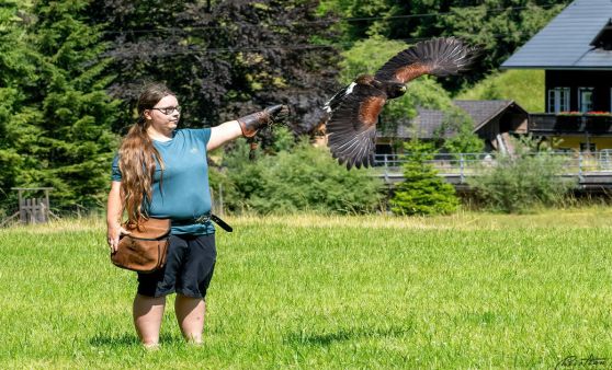 Greifvogelerlebnis Brunnental feiert Jubiläum
