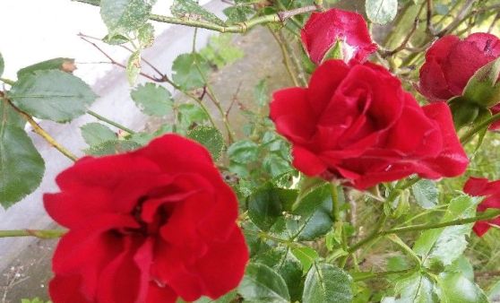 Almtal: Rote Rosen begrüßen den Sommer