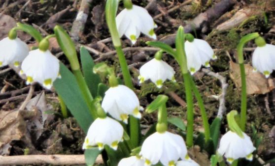 Grünau / Scharnstein :Blühende Schneeglöckchen kündigen den Frühling an.