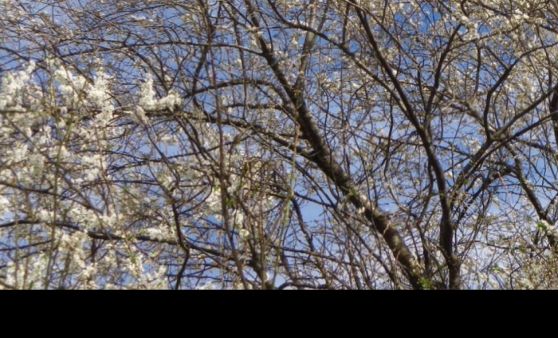 Grünau/Scharnstein: Baumblüte im Almtal: