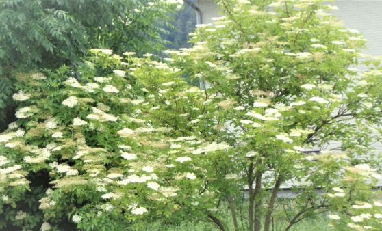 Almtal : Holunder als Heilpflanze sehr geschätzt.