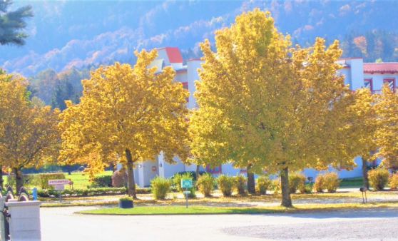 Almtal : Die Farbenpracht der Laubwälder begeistert die Wanderer.