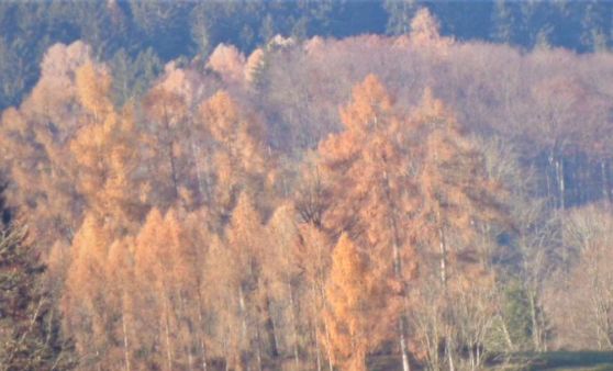 Almtal : Naturschauspiel was wir in den Wäldern genießen können.