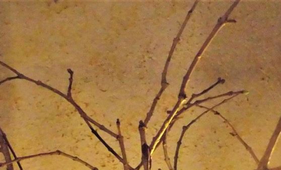 Almtal : Am 4. Dezember wird an die Heilige Barbara gedacht.