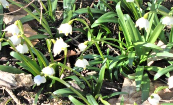 Scharnstein : Blühende Schneeglöckchen kündigen den Frühling an.