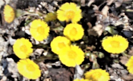 Almtal: Alles grünt und blüht auf den Wiesen und Wäldern.