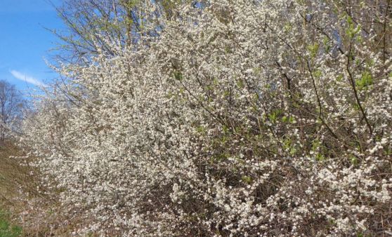 Scharnstein : Die Blütenpracht als Naturschauspiel zu genießen.