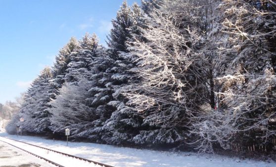 Almtal : Winter-Wunderland mit Rauhreif auf den Bäumen und schneebedeckten Wiesen.