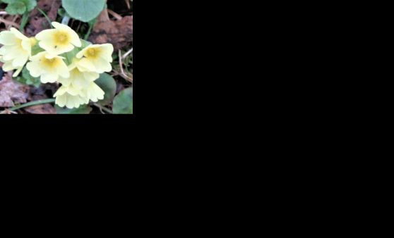 Almtal : Frühlingserwachen läßt diese Region aufblühen.