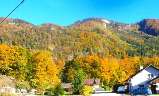 Grünau/ Scharnstein : Goldener Herbst im November im Almtal .