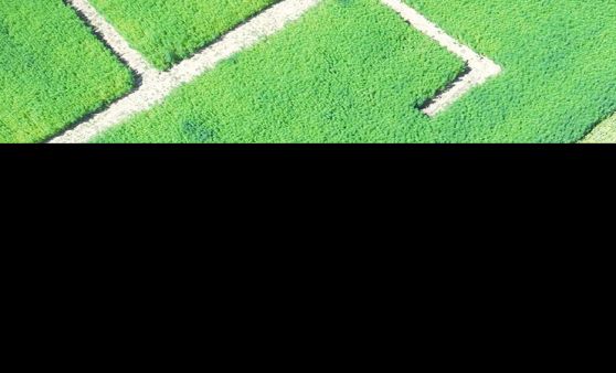 EXIT THE FIELD - Oberösterreichs ERSTER Hanf-Irrgarten