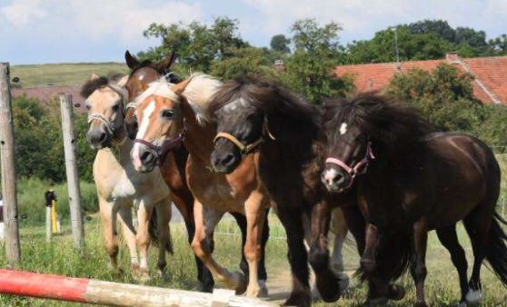 Unser Verein in Bildern