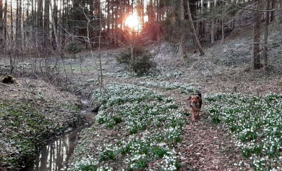 Der Frühling lässt grüßen