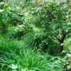 Waldgarten aus Wels Teil eines europäischen Bildungsprojekts