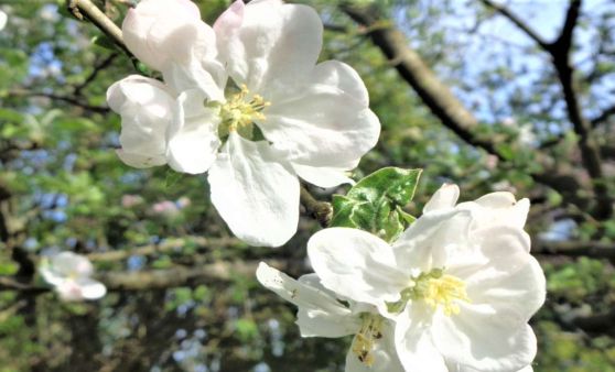 Scharnstein : Der Frühling startet im Mai richtig durch.