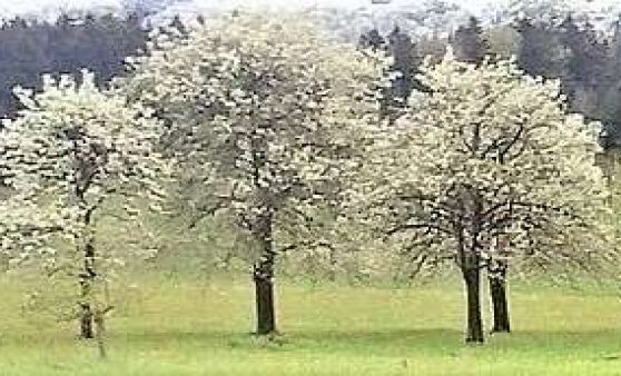Almtal : Diese Region erstrahlt zum Muttertag im weißen Blütenkleid.