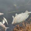 Tote Fische steigen im Höllerersee an die Oberfläche