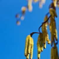 Die Pollen fliegen wieder: So behandelt man die Symptome einer Allergie